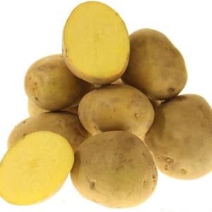 Table potato variety Krepysh for temperate climates