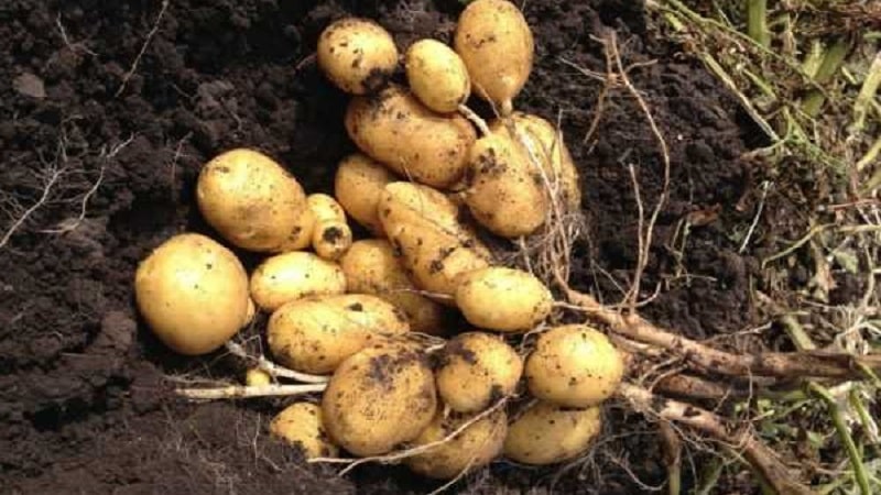 Table potato variety Krepysh for temperate climates