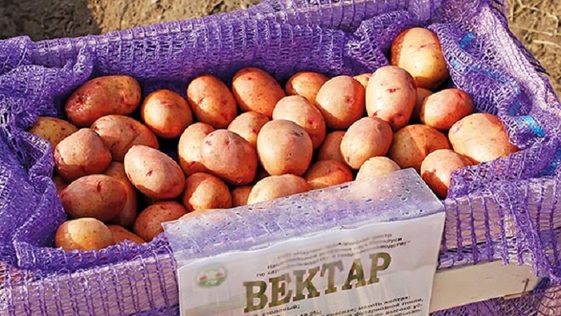 A persistent and productive variety of table potatoes Vector from Belarusian breeders