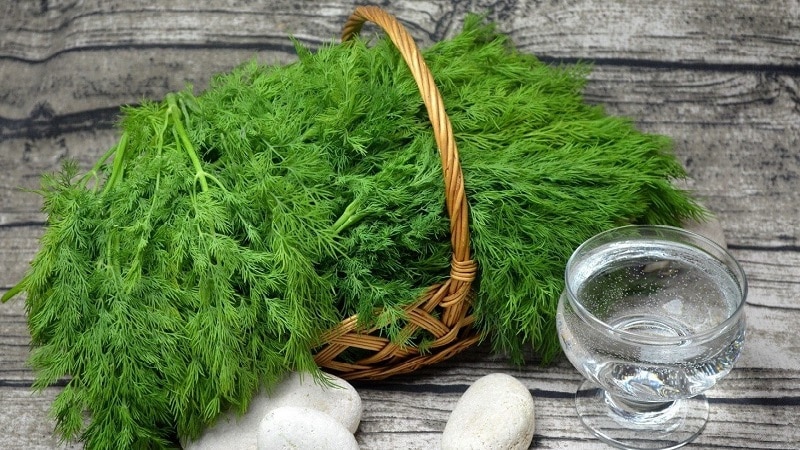 Is dill a vegetable or not: characteristics and description of the plant