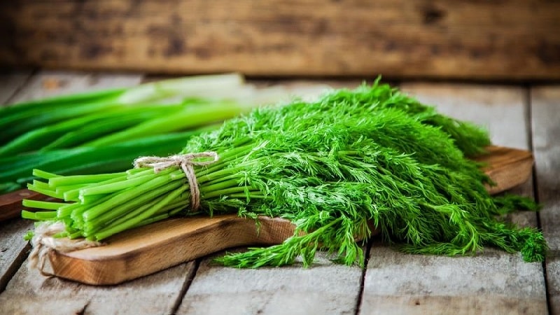 Is dill a vegetable or not: characteristics and description of the plant