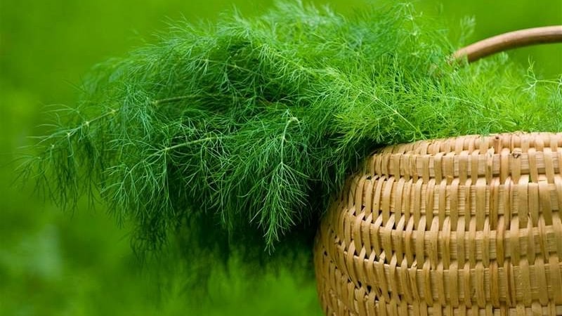 Is dill a vegetable or not: characteristics and description of the plant