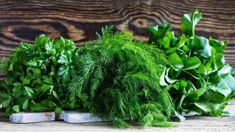 Is dill a vegetable or not: characteristics and description of the plant