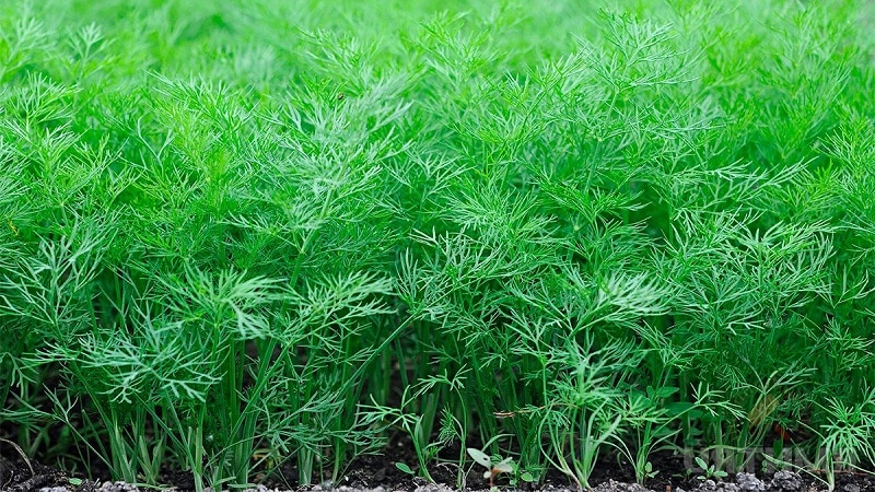 Is dill a vegetable or not: characteristics and description of the plant