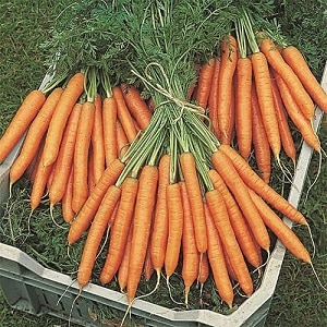 Ultra-early, unpretentious carrot hybrid Napoli f1