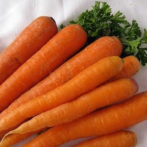 Ultra-early, unpretentious carrot hybrid Napoli f1
