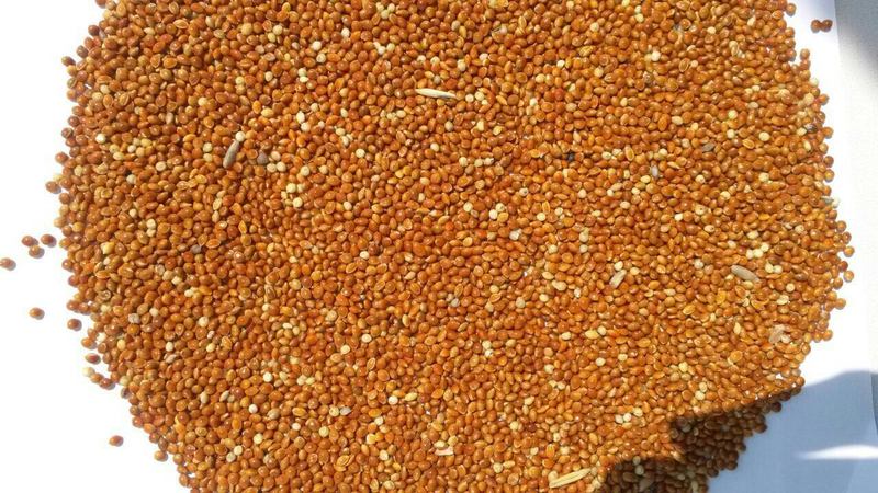 What is the difference between millet and millet