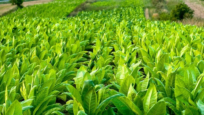 What are the benefits of tobacco and what harm does it cause to the body?