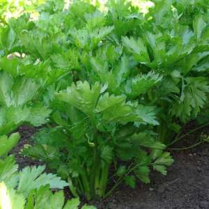 How to properly dig up celery root and when to do it