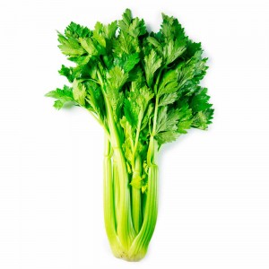 Growing leaf celery and caring for it in open ground from planting to harvesting