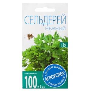 Growing leaf celery and caring for it in open ground from planting to harvesting