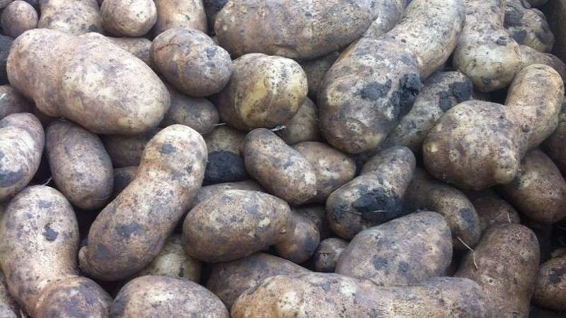 High-yielding, unpretentious table potato variety Innovator