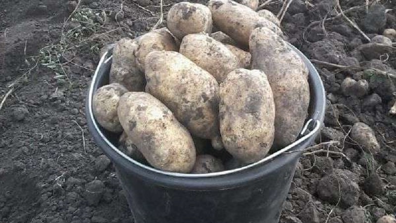 High-yielding, unpretentious table potato variety Innovator