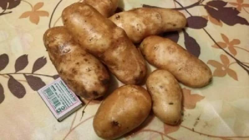 High-yielding, unpretentious table potato variety Innovator