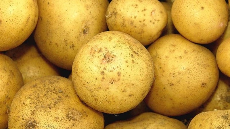 High-yielding potato variety White Swan with large tubers