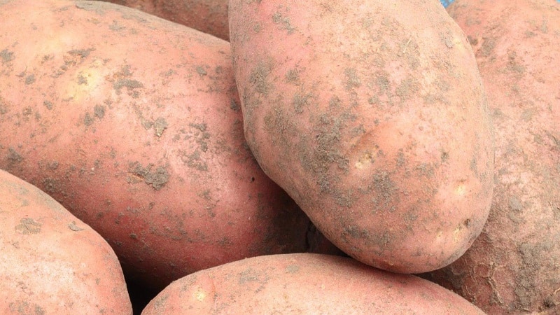 High-yielding potato variety Ermak with pinkish skin