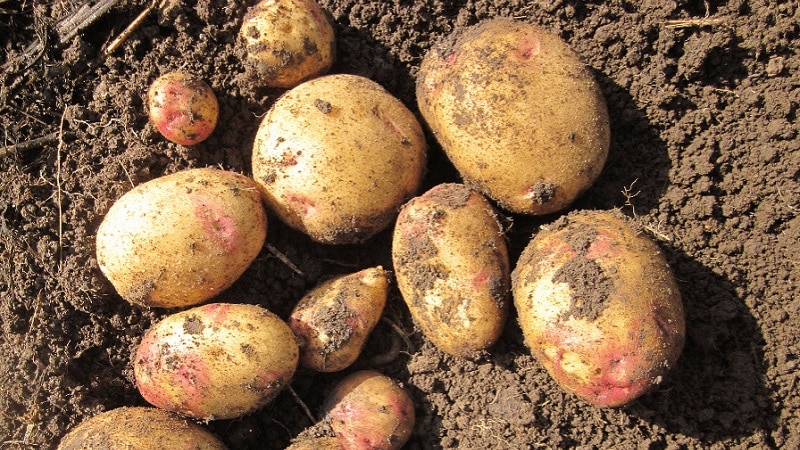 High-yielding potato variety Ermak with pinkish skin