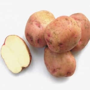 High-yielding potato variety Ermak with pinkish skin