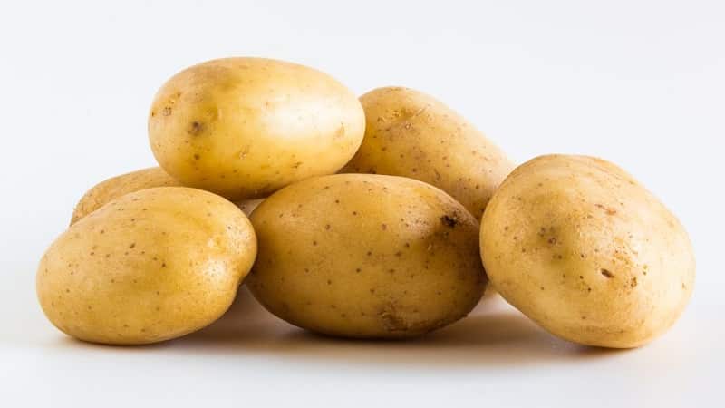 High-yielding potato variety Farmer requiring minimal care