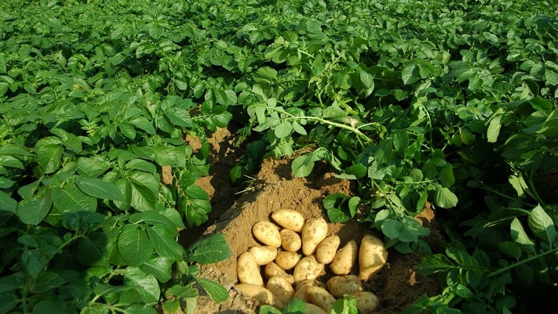 High-yielding potato variety Farmer requiring minimal care