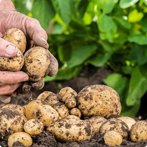 High-yielding potato variety Farmer requiring minimal care