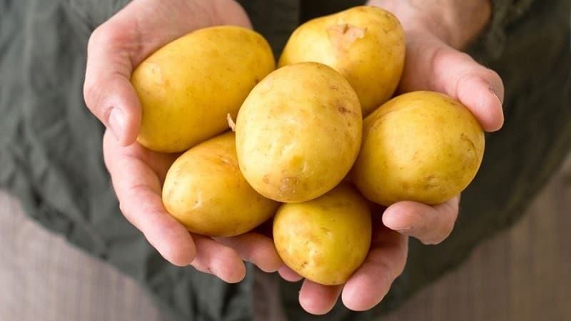 High-yielding potato variety Farmer requiring minimal care