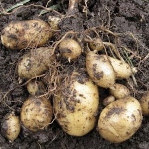 High-yielding potato variety Farmer requiring minimal care