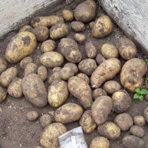 High-yielding potato variety Farmer requiring minimal care