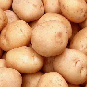 High-yielding potato variety Farmer requiring minimal care