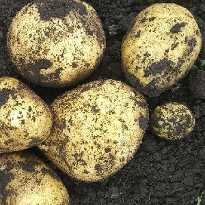 High-yielding potato variety Farmer requiring minimal care