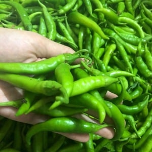 How to properly grow and use green chili peppers and to whom they are contraindicated