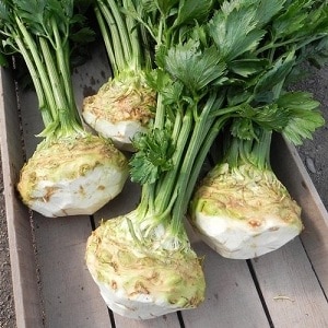 What are the features of apple celery and why is it worth growing?