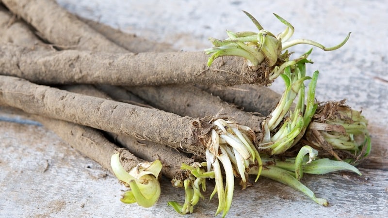 What is black carrot juice: cultivation, preparation and use
