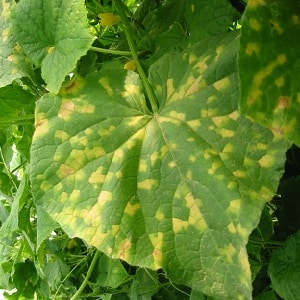 Saving cucumbers from diseases and pests: important recommendations