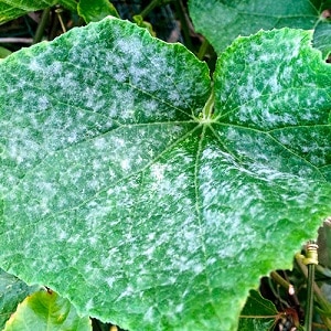 Saving cucumbers from diseases and pests: important recommendations