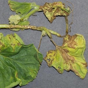 Saving cucumbers from diseases and pests: important recommendations