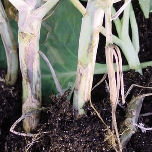 Saving cucumbers from diseases and pests: important recommendations