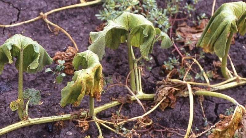 Saving cucumbers from diseases and pests: important recommendations