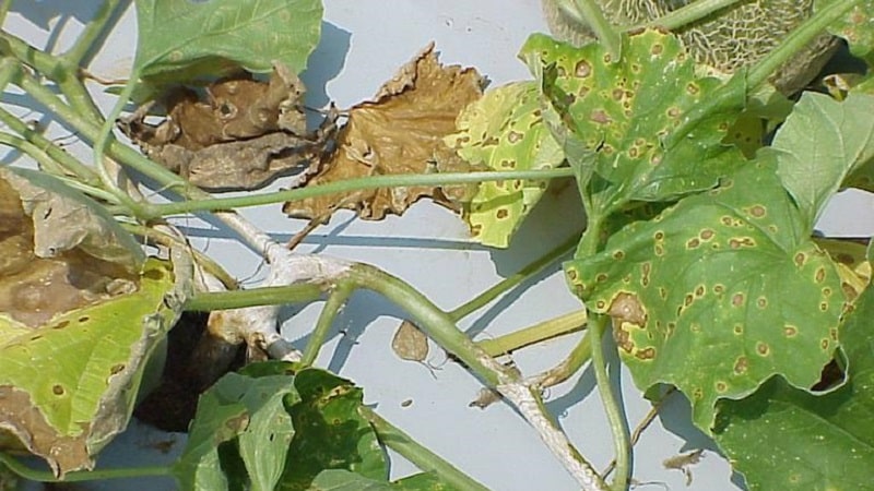 Saving cucumbers from diseases and pests: important recommendations