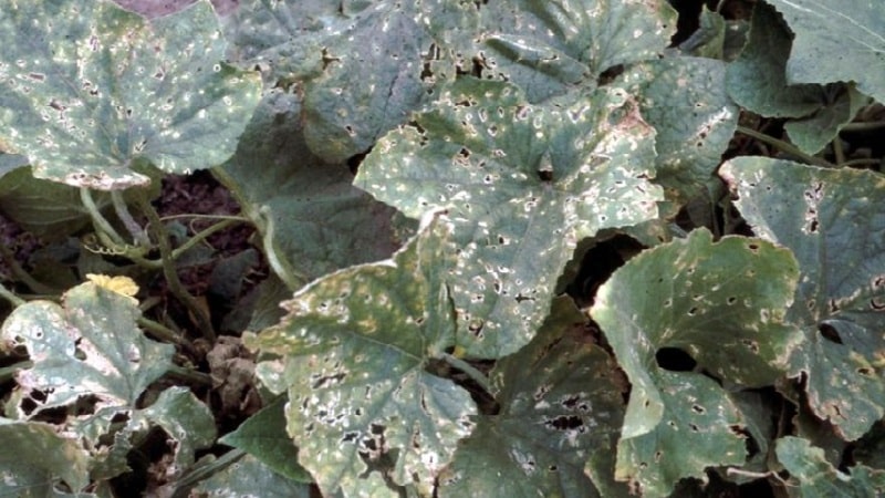 Saving cucumbers from diseases and pests: important recommendations