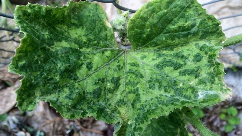 Saving cucumbers from diseases and pests: important recommendations
