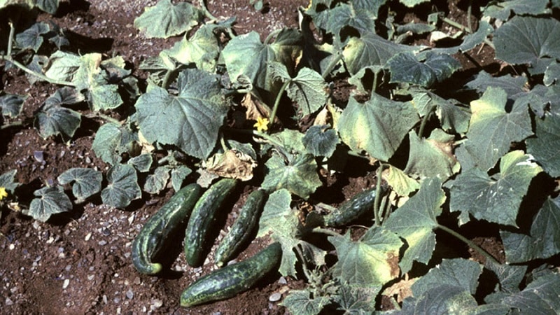 Saving cucumbers from diseases and pests: important recommendations