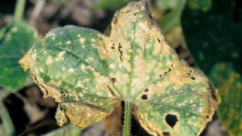 Saving cucumbers from diseases and pests: important recommendations
