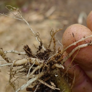 Saving cucumbers from diseases and pests: important recommendations