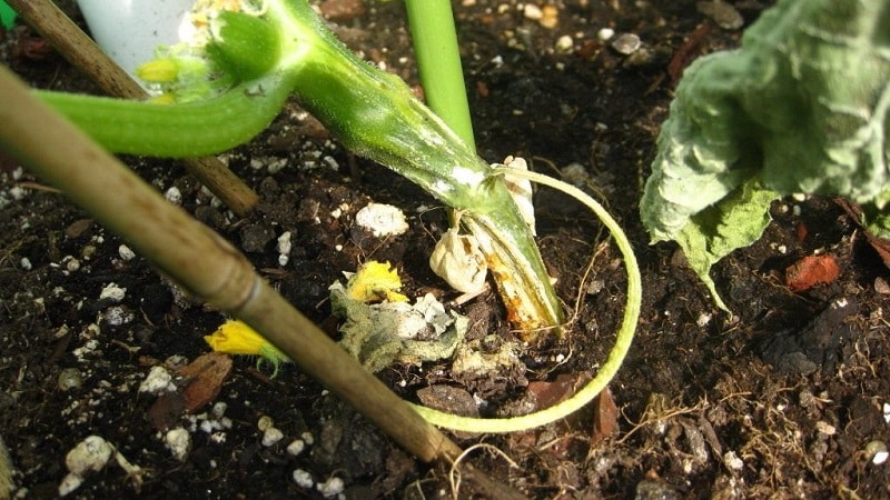 Saving cucumbers from diseases and pests: important recommendations