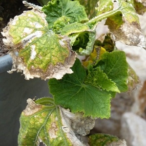 Saving cucumbers from diseases and pests: important recommendations