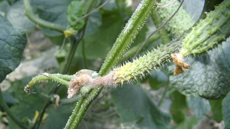 Saving cucumbers from diseases and pests: important recommendations
