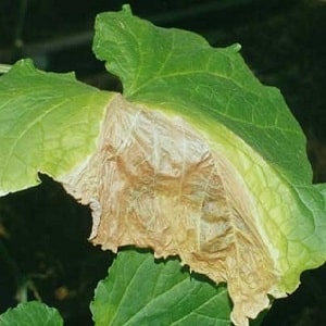 Saving cucumbers from diseases and pests: important recommendations