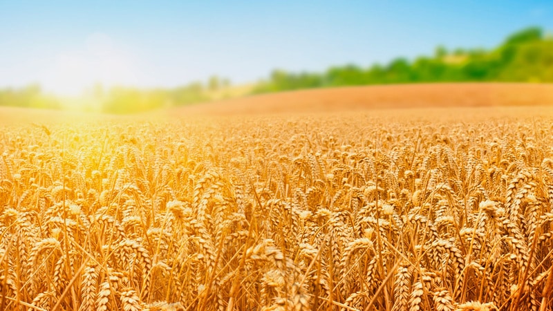 Review of winter wheat variety Yuka