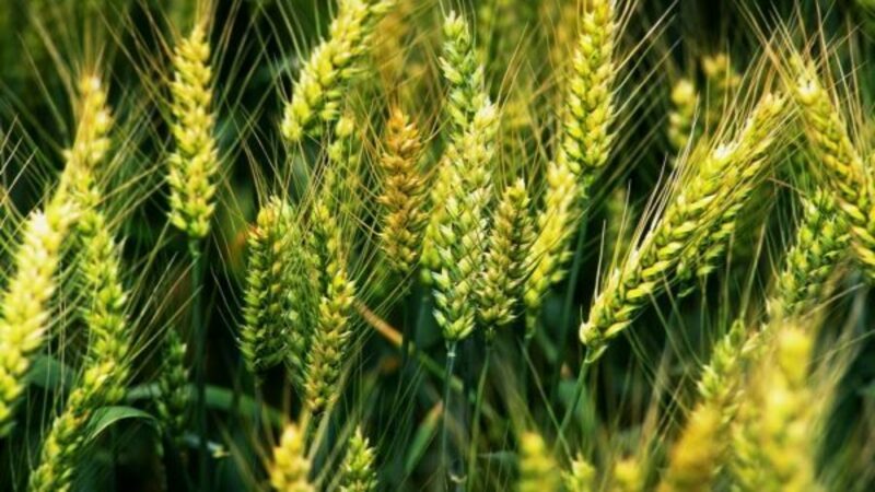 Review of winter wheat variety Yuka